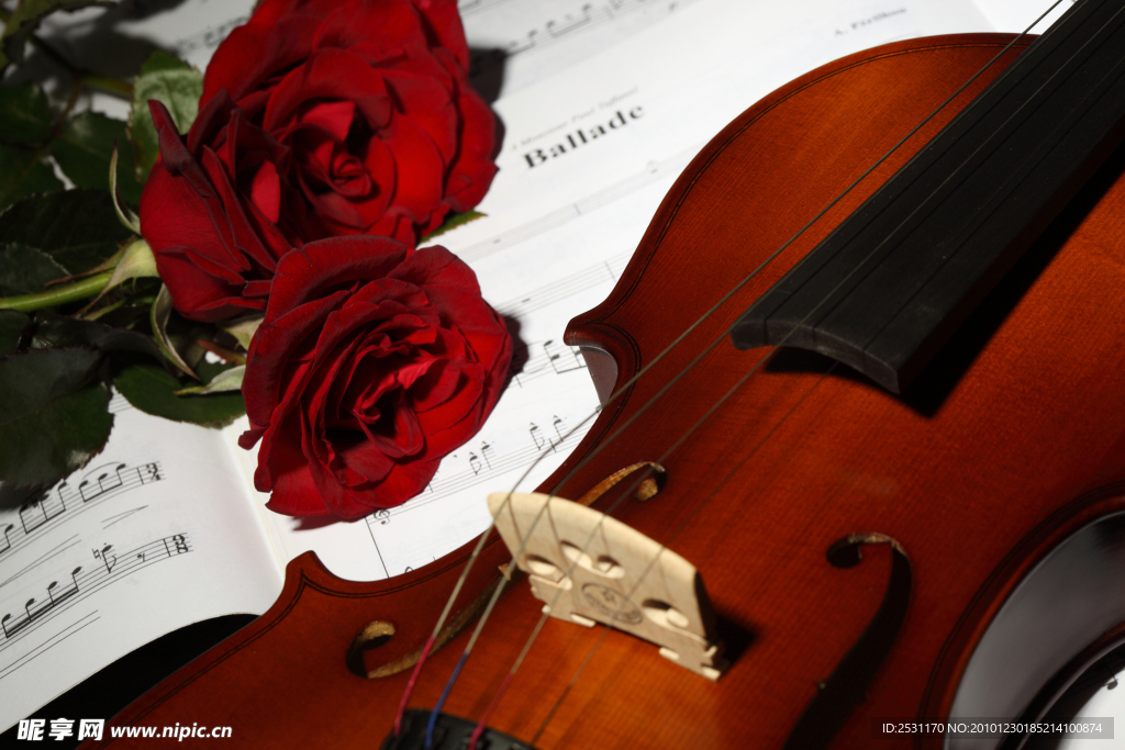 小提琴和玫瑰花