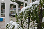 雪中植物