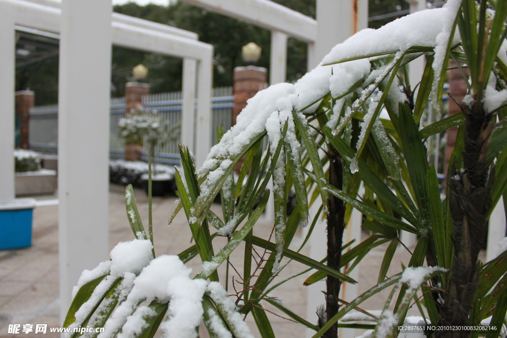 雪中植物