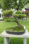 同心 大阪松