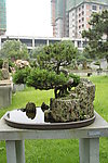 临江轮禾 五针松
