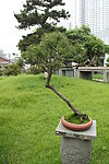 黑松 飘