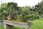巨型黑松盆景