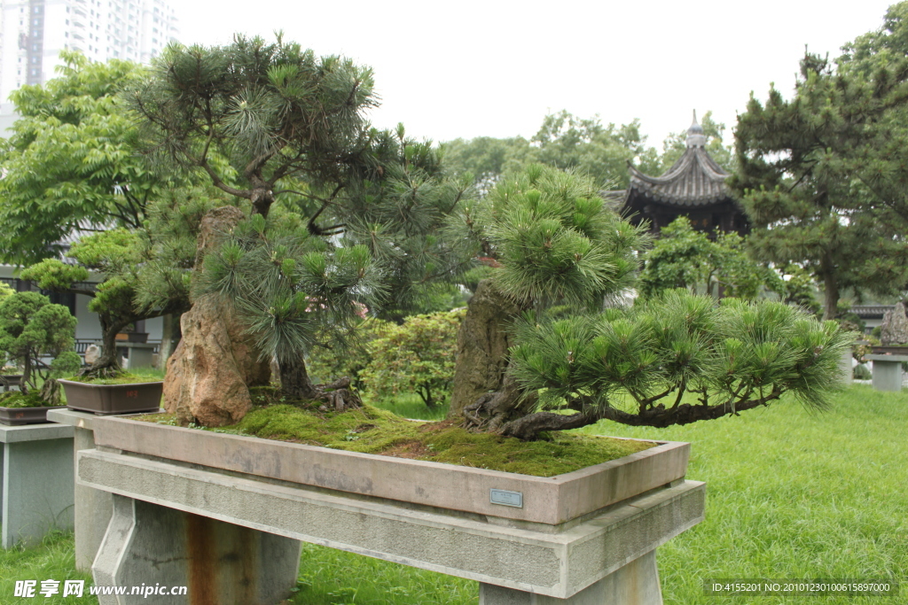 巨型黑松盆景