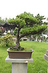 五针松