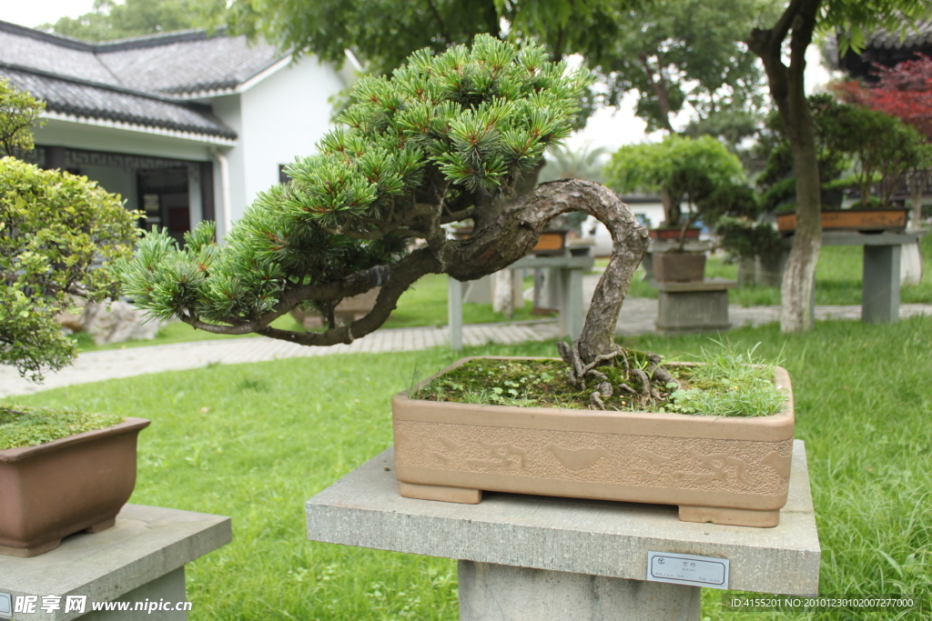 大阪松 弯弓