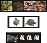 异宠藏龟阁