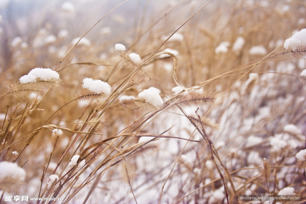 雪中毛草