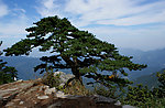 大别山迎客松