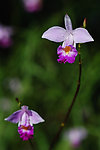 吊兰花