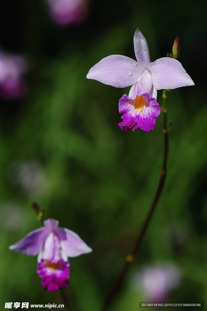 吊兰花