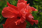 木槿花
