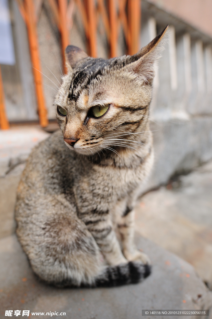 小花猫