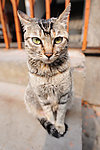 小花猫