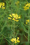 油菜花