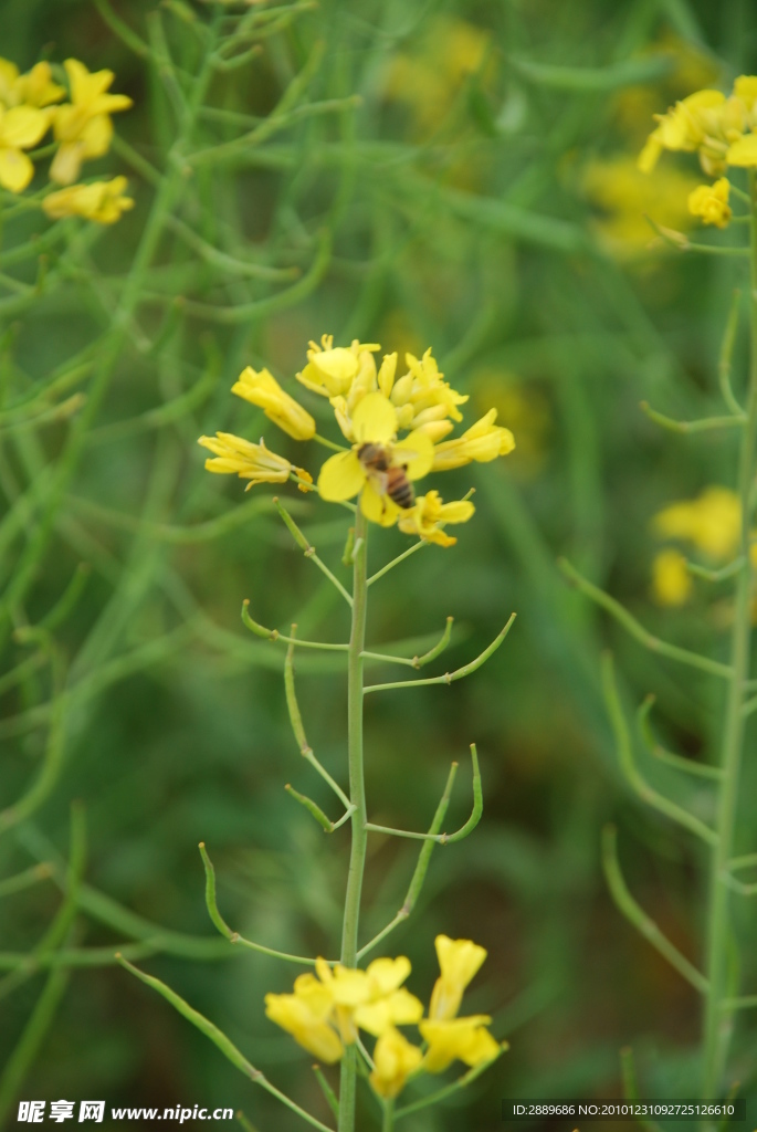 油菜花