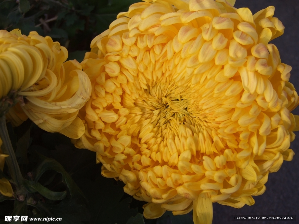 菊花