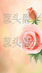 双玫瑰