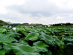 新农村
