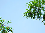 竹子