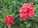 木槿花