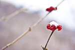 雪中红果