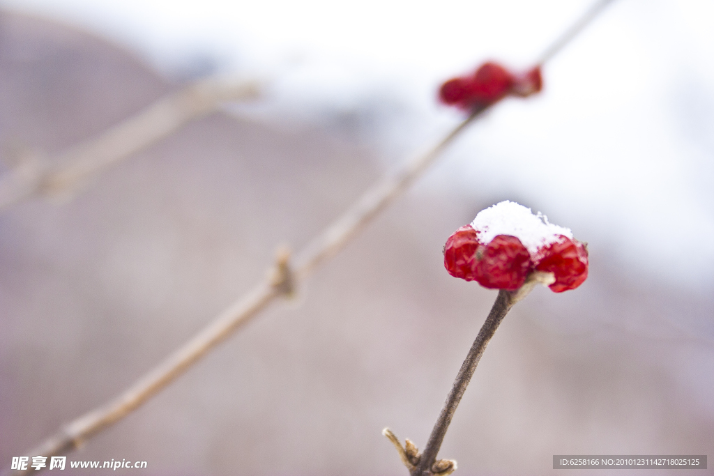 雪中红果