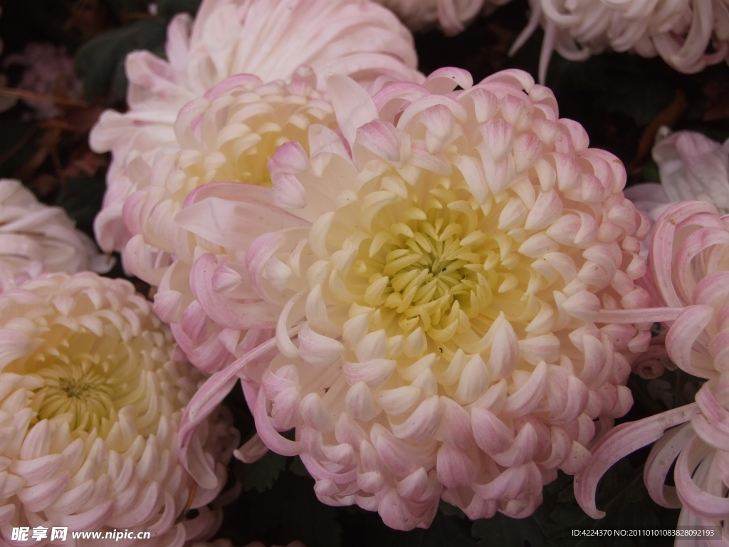 菊花