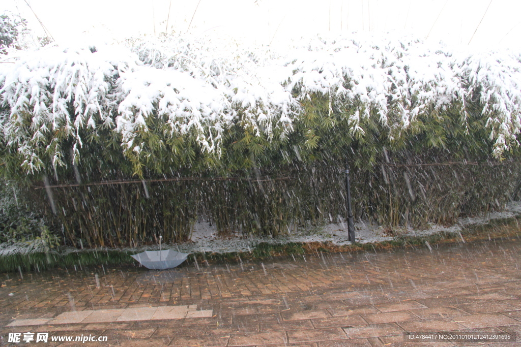 白雪下的竹林