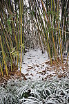 雪中竹