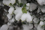 白雪下的树叶