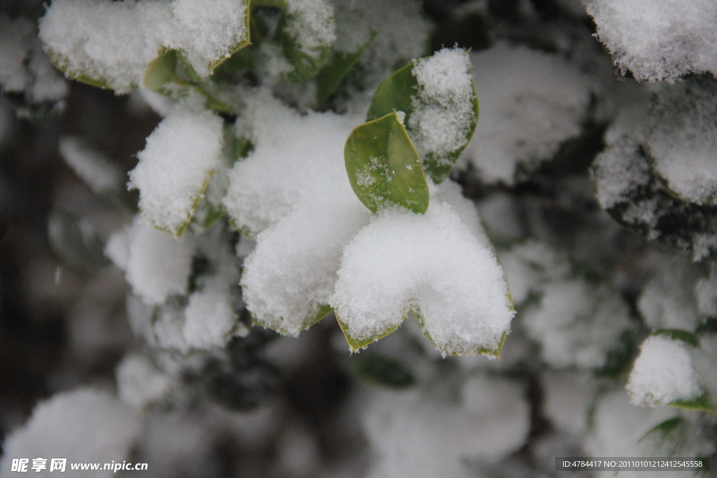 白雪下的树叶