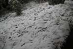 白雪皑皑