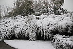 白雪下的树木