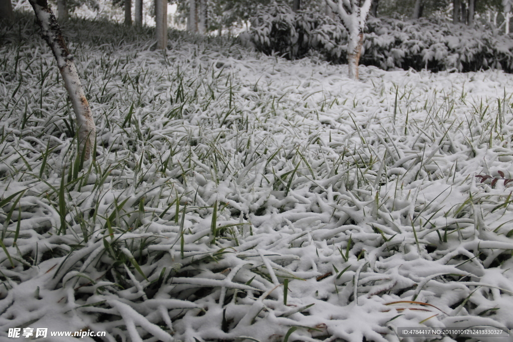 白雪下的小草