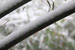 雪中树木