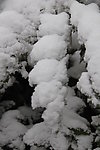 白雪皑皑