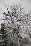 白雪树干