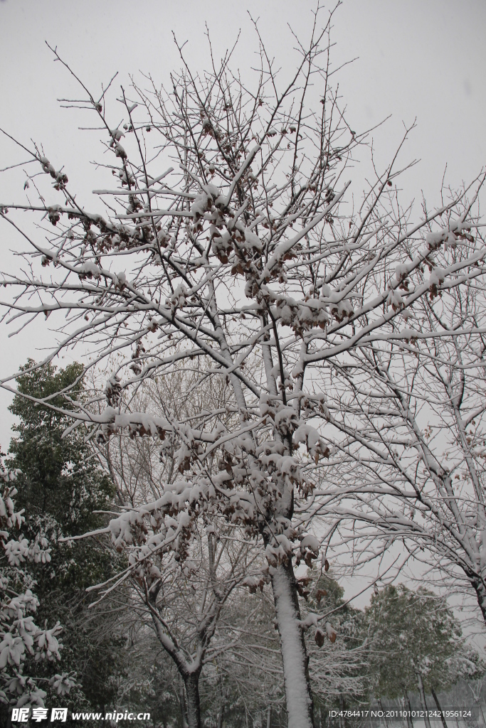 白雪树干