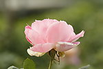 月季花