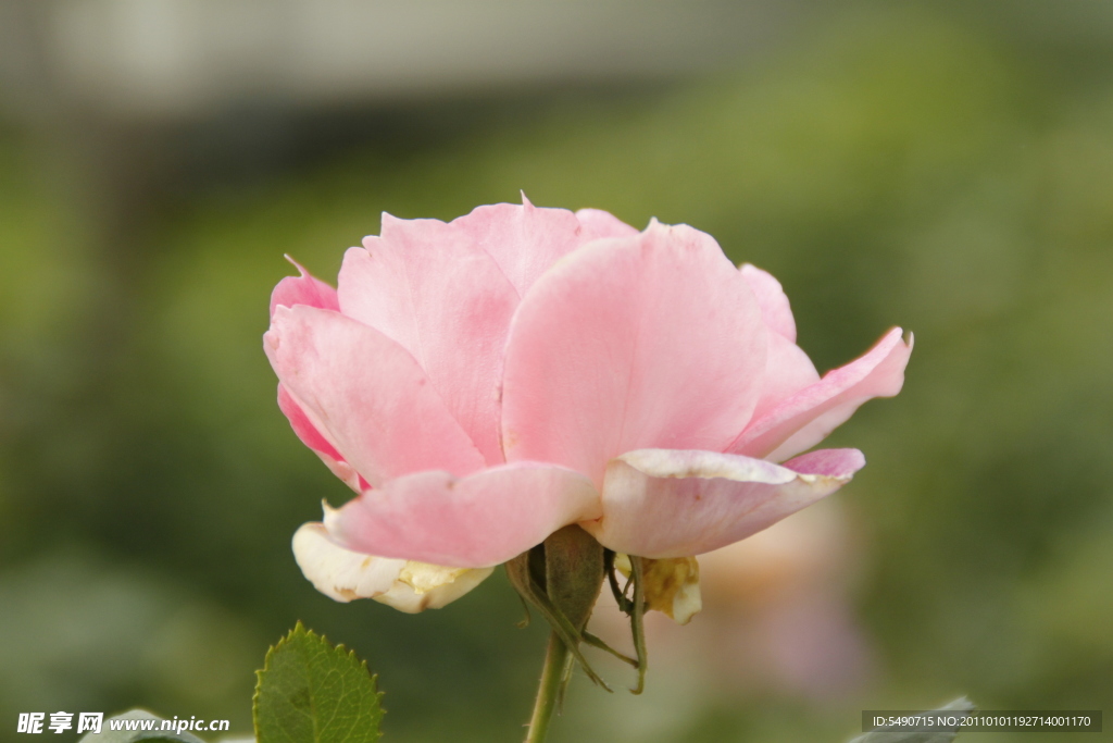 月季花