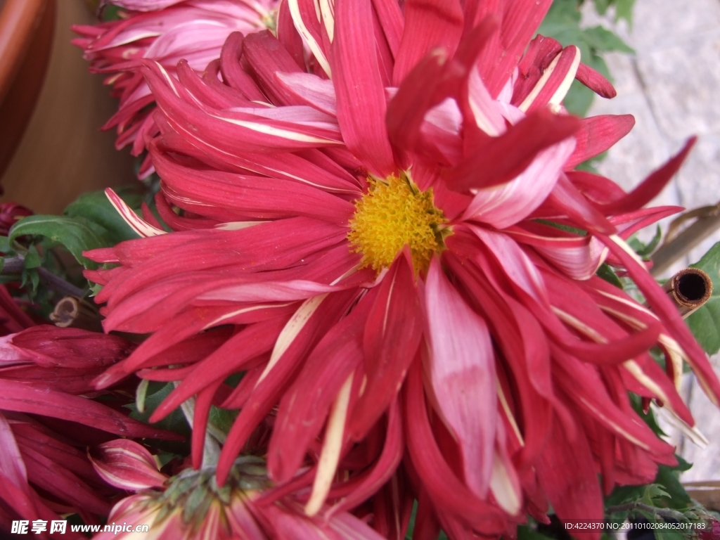 菊花