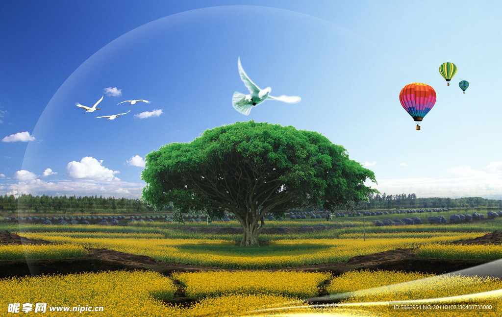 油菜花地