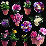 鲜花 花束