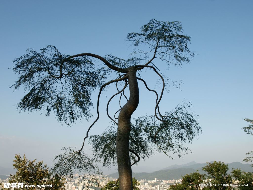小树