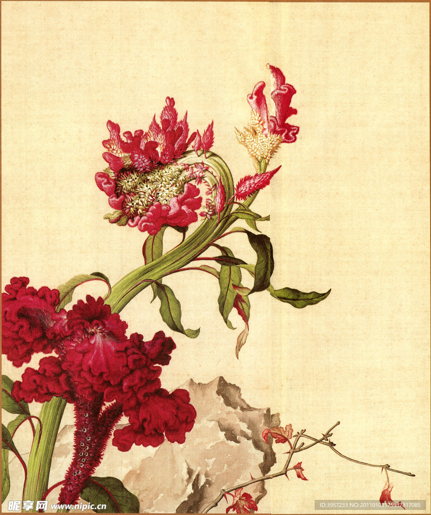 鸡冠花 古画