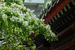 流苏树的花