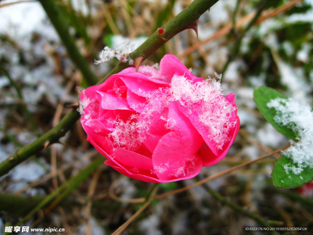 月季花