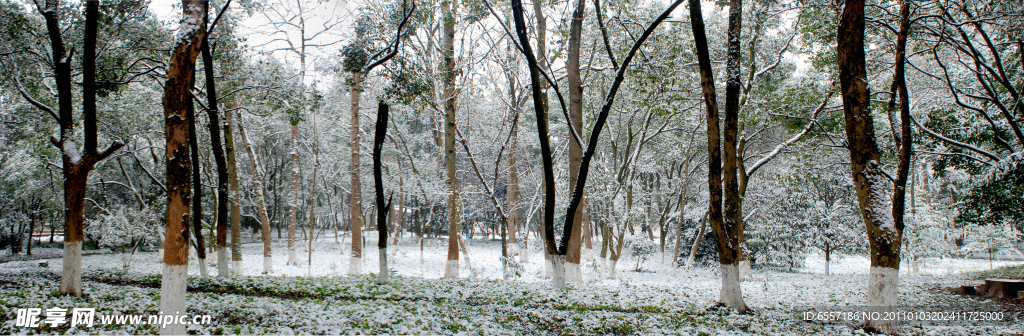大雪覆丛林