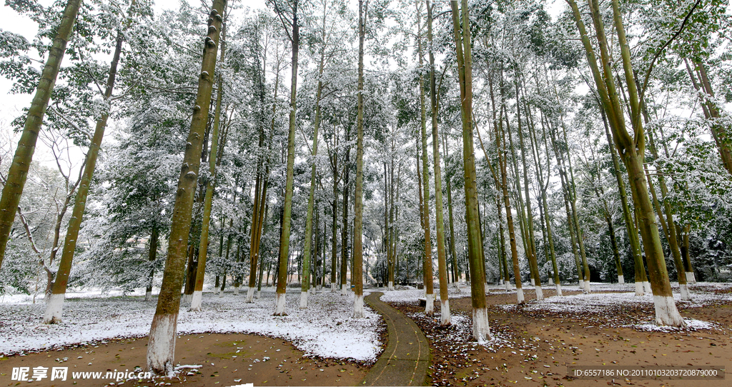 雪染丛林